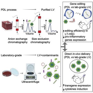 Enhancing the purification of Lentiviral vectors for clinical .